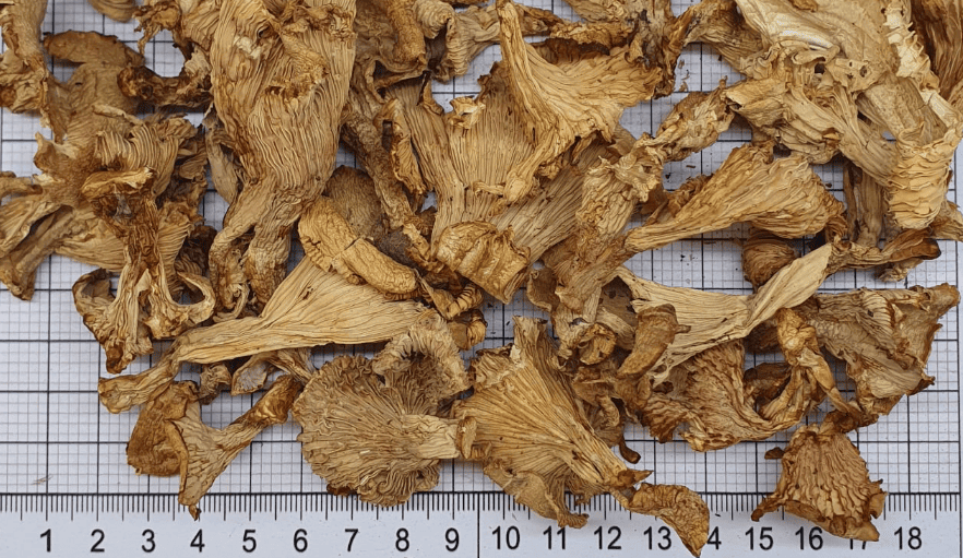 Гриб лисичка по невероятно выгодной цене!