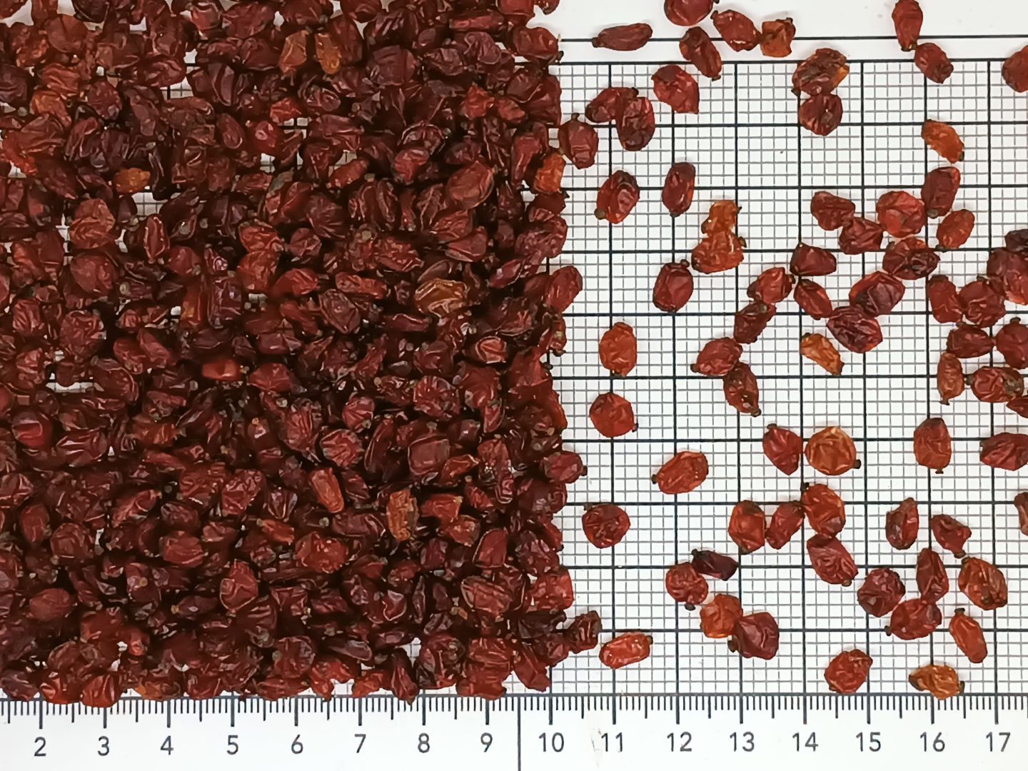 барбарис рубиновый перебранный 12